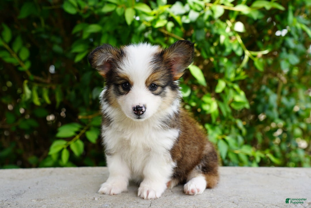 American Corgi dogs for sale: Rusty - Image 4