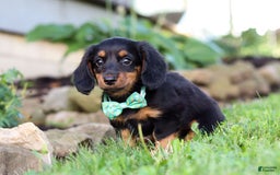 Miniature Dachshund dogs for sale: Olaf - Image 6