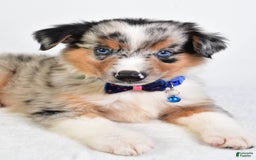 Miniature Australian Shepherd dogs for sale: Sawyer - Image 4