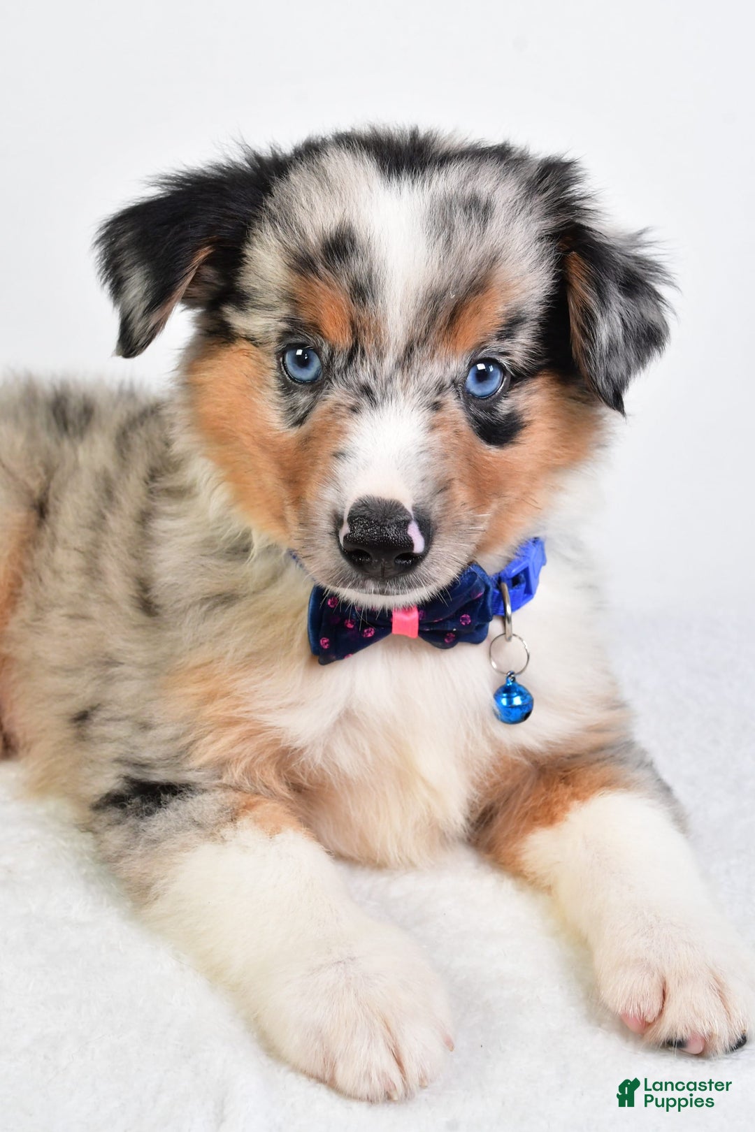 Miniature Australian Shepherd dogs for sale: Sawyer - Image 4