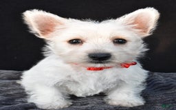 West Highland Terrier dogs for sale: Orla - Image 5