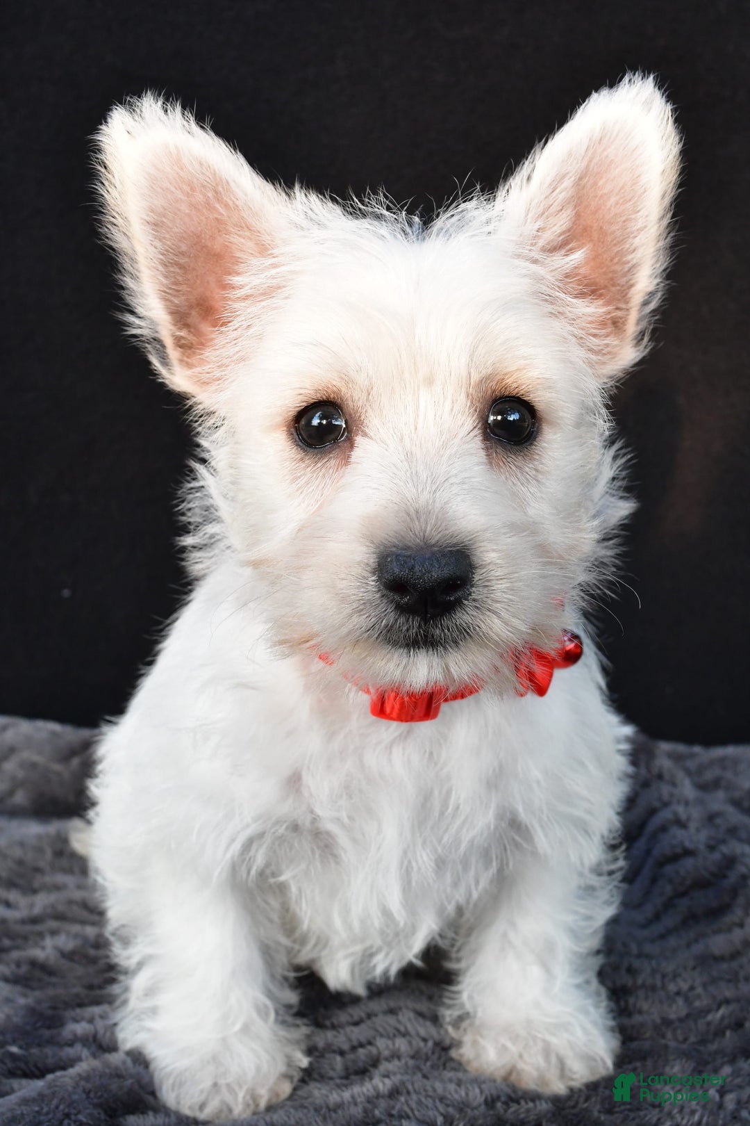 West Highland Terrier dogs for sale: Orla - Image 5