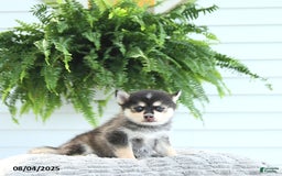 Pomsky dogs for sale: Bruno - Image 5
