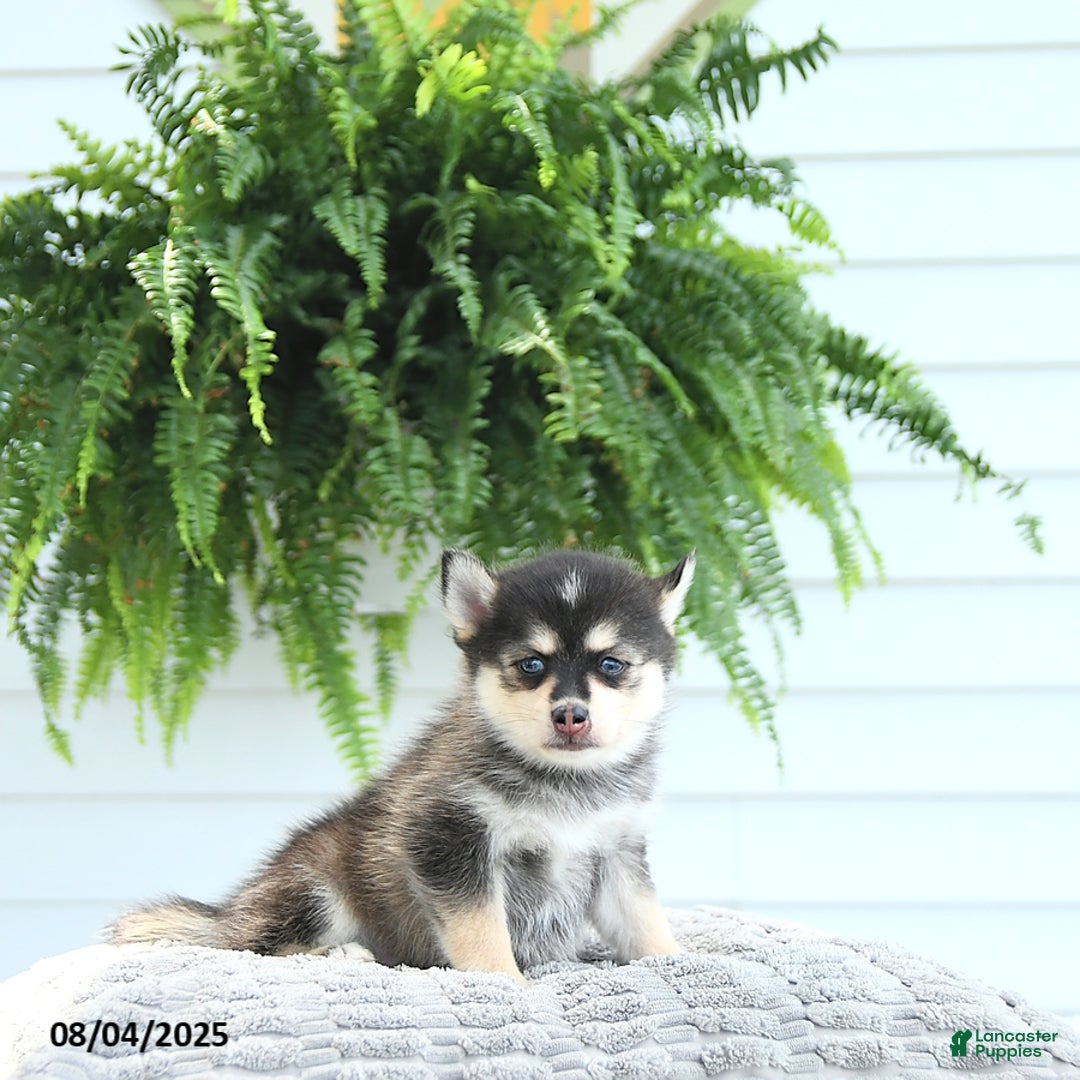 Pomsky dogs for sale: Bruno - Image 5