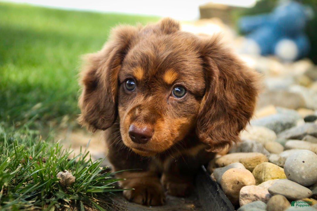 Miniature Dachshund dogs for sale: Harry - Image 8