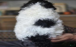 Standard Poodle dogs for sale: Freddie - Image 2