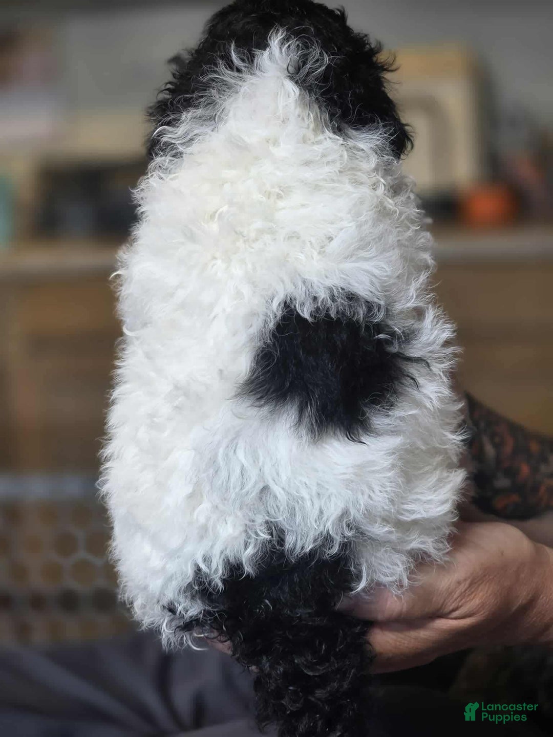 Standard Poodle dogs for sale: Freddie - Image 2