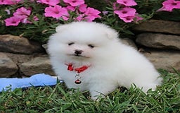 Pomeranian dogs for sale: Kaden - Image 10