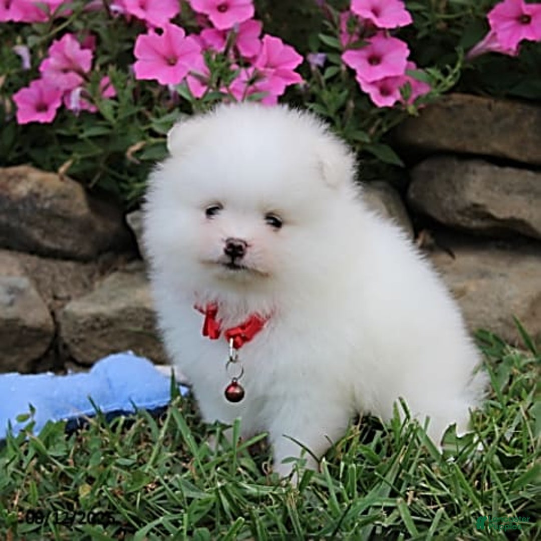 Pomeranian dogs for sale: Kaden - Image 10