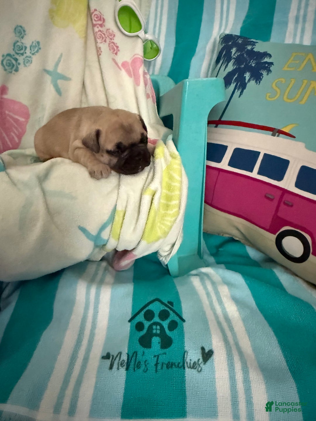 French Bulldog dogs for sale: Akc Fawn Black Mask - Image 5