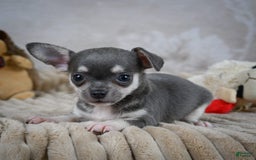 Chihuahua dogs for sale: Samuel - Image 5