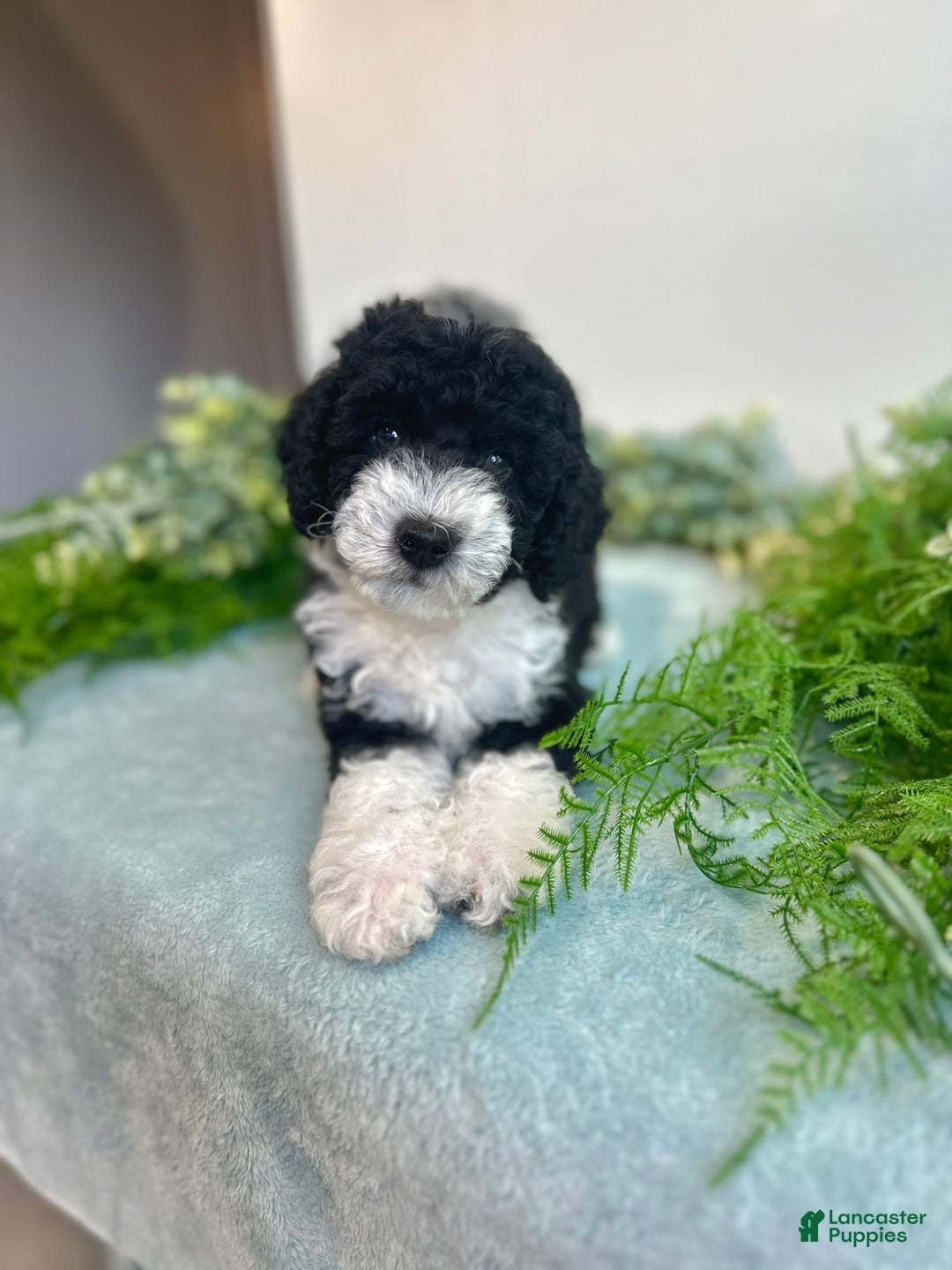 Mini Bernedoodle dogs for sale: Jasper - Image 1