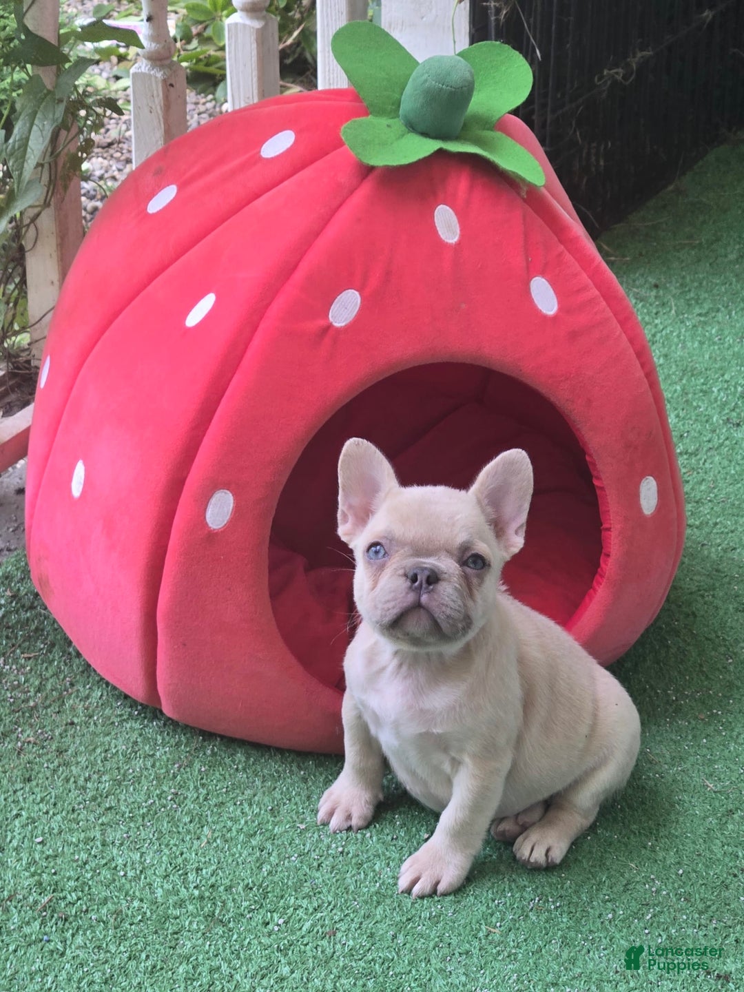French Bulldog dogs for sale: Daisy - Image 24