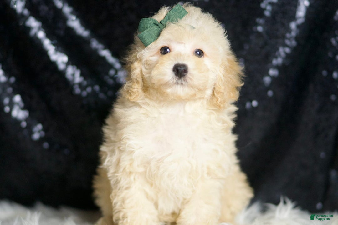 Miniature Poodle dogs for sale: Cecil - Image 5