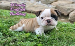 English Bulldog dogs for sale: Wendy - Image 1