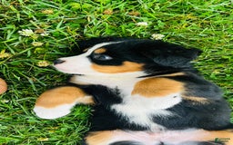Bernese Mountain Dog dogs for sale: Joker - Image 12