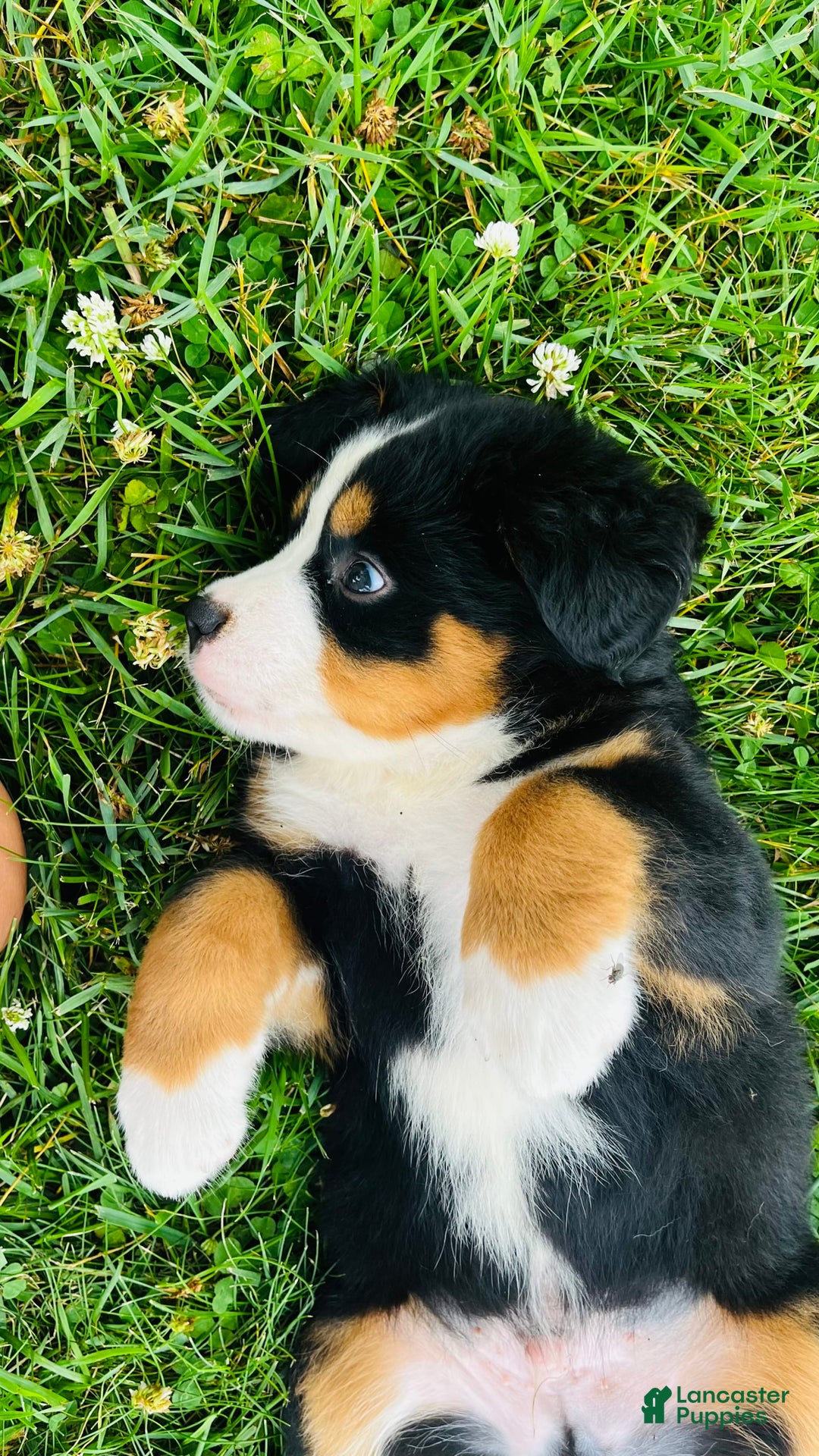 Bernese Mountain Dog dogs for sale: Joker - Image 12