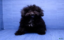 Maltipoo dogs for sale: Moriah - Listing for pets: Moriah - Image 2