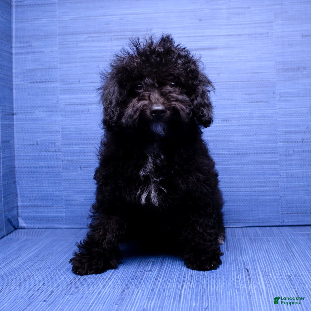 Maltipoo dogs for sale: Moriah - Listing for pets: Moriah - Image 2