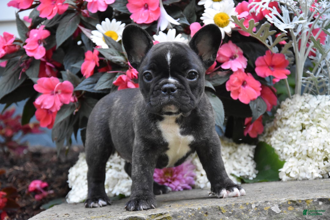French Bulldog dogs for sale: French Bulldog 5 puppies - Image 10