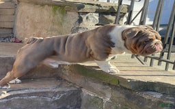 English Bulldog dogs for stud: Gucci - Image 4