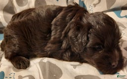 Miniature Schnauzer dogs for sale: Boy1 - Image 2