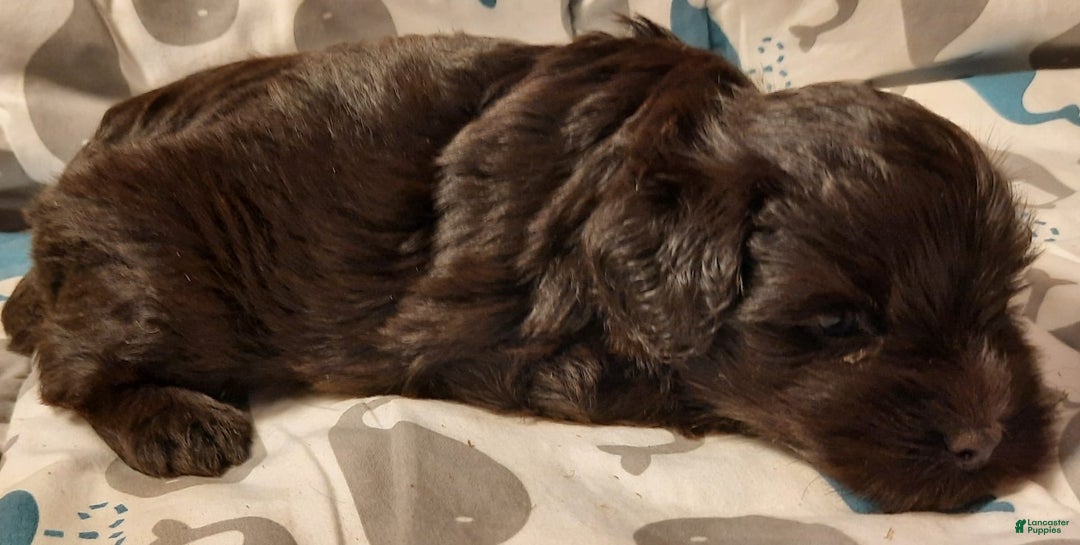 Miniature Schnauzer dogs for sale: Boy1 - Image 2