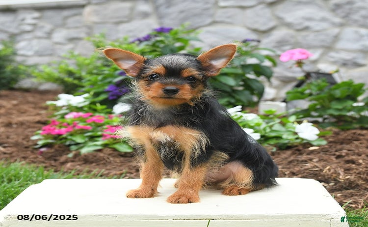 Yorkshire Terrier dogs for sale - Ad 2