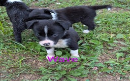 Border Collie dogs for sale: Wave - Image 1
