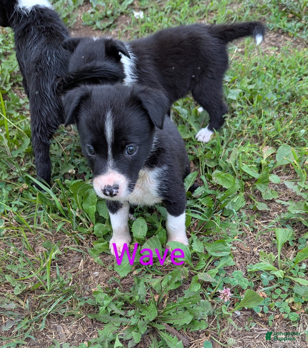 Border Collie dogs for sale: Wave - Image 1