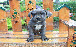 Cane Corso dogs for sale: Knox - Image 2