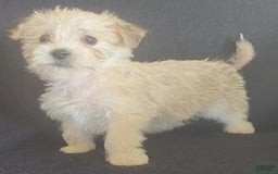 Cavalier King Charles Spaniel dogs for sale: Petey - Image 9