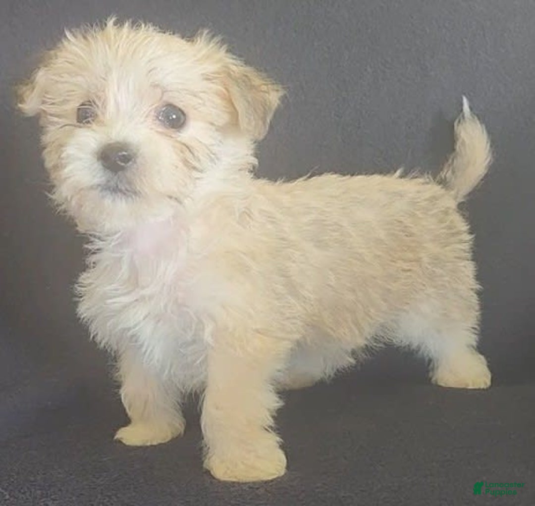 Cavalier King Charles Spaniel dogs for sale: Petey - Image 9