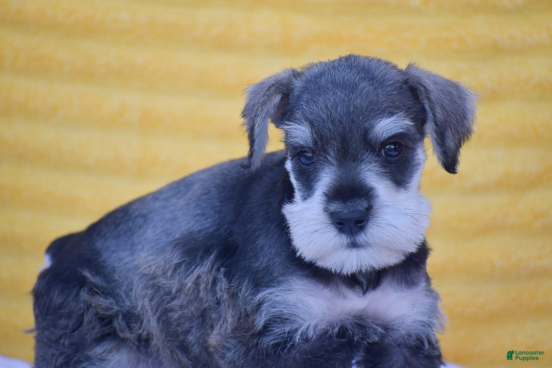 Miniature Schnauzer dogs for sale: Vincent - Image 5