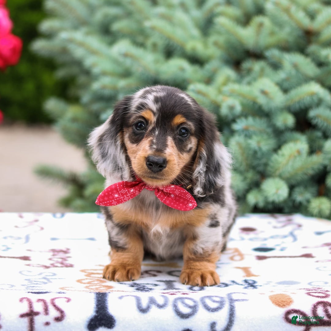 Miniature Dachshund dogs for sale: Quinn - Image 6