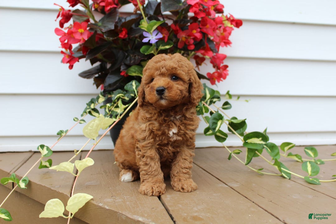 Mini Goldendoodle dogs for sale: Kody - Image 1