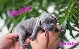 Great Dane dogs for sale: Faith Full Euro - Image 1