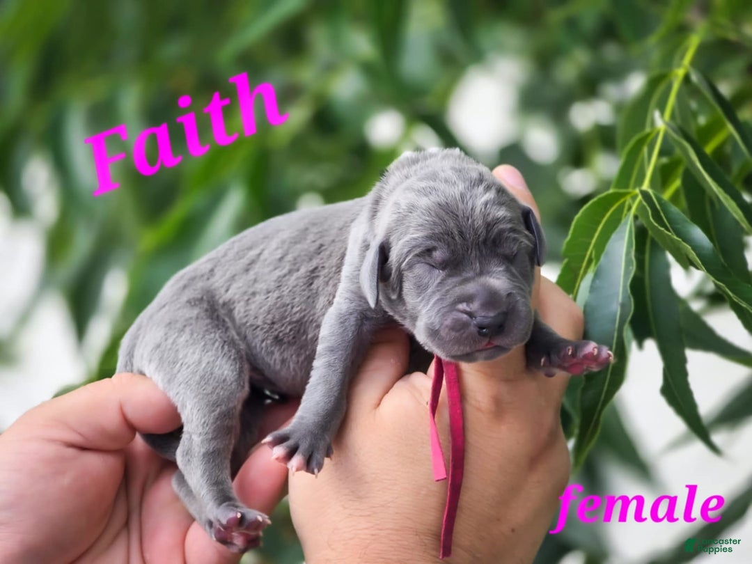 Great Dane dogs for sale: Faith Full Euro - Image 1