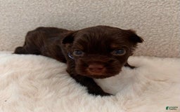 Yorkshire Terrier dogs for sale: Biscuit - Image 2