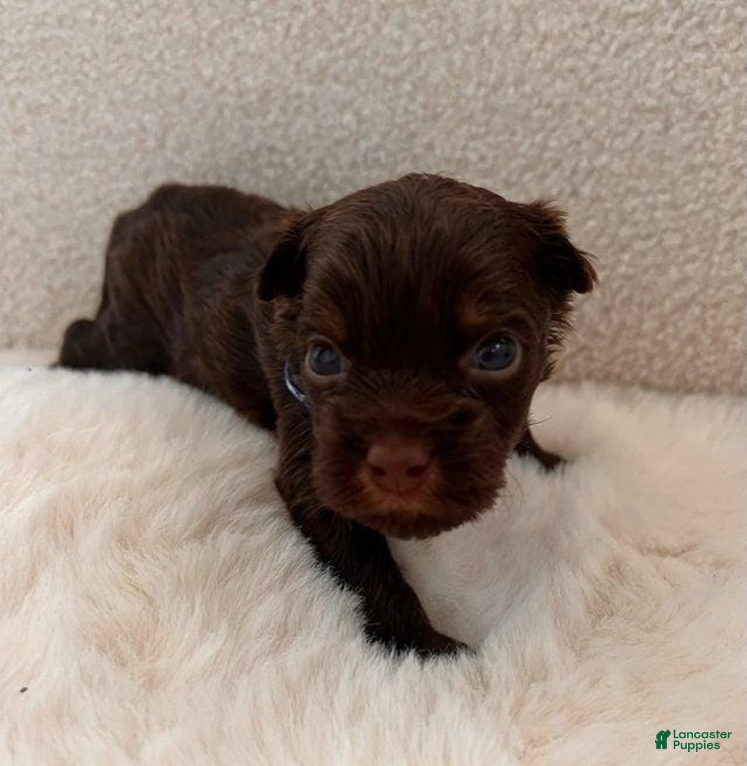 Yorkshire Terrier dogs for sale: Biscuit - Image 2