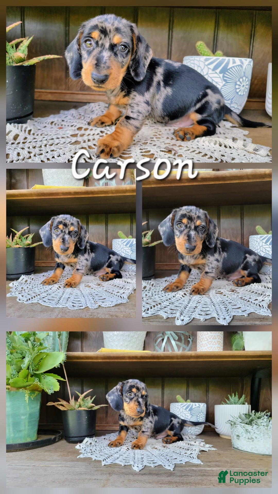 Dachshund dogs for sale: Carson - Image 1