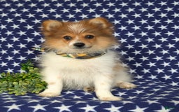 Pomeranian dogs for sale: Diesel Toy Size - Image 7