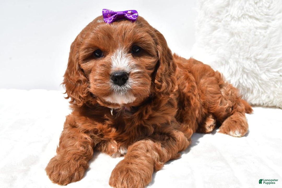 Mini Goldendoodle dogs for sale: Ruby - Image 1