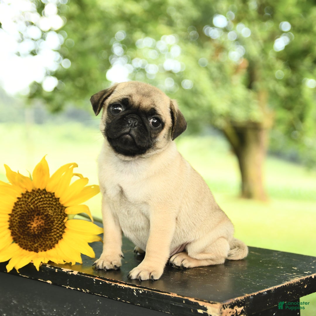 Pug dogs for sale: Ralph - Image 5