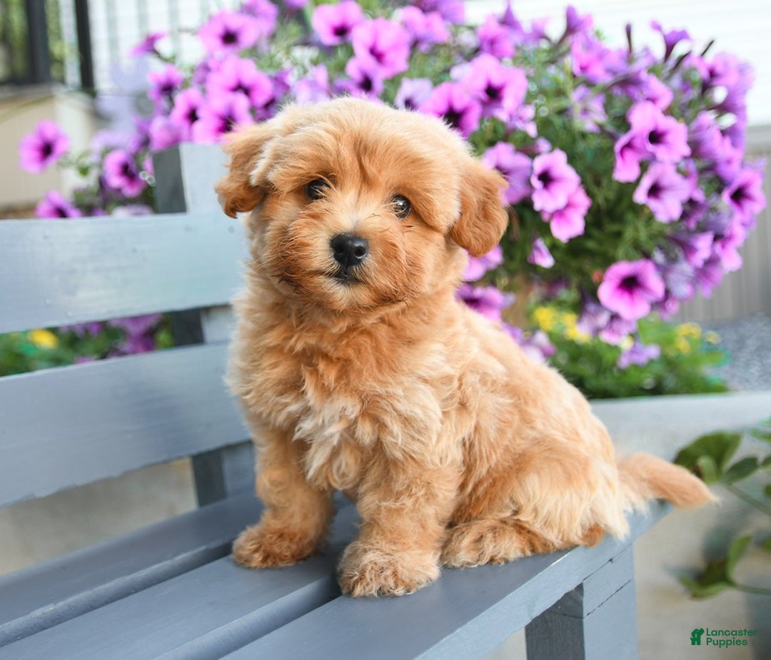 Havapoo dogs for sale: Murphy - Image 2