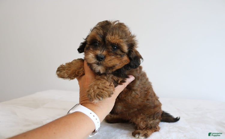 Shihpoo dogs for sale - Ad 4