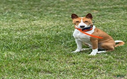 Basenji dogs for sale: Little Mae - Image 5