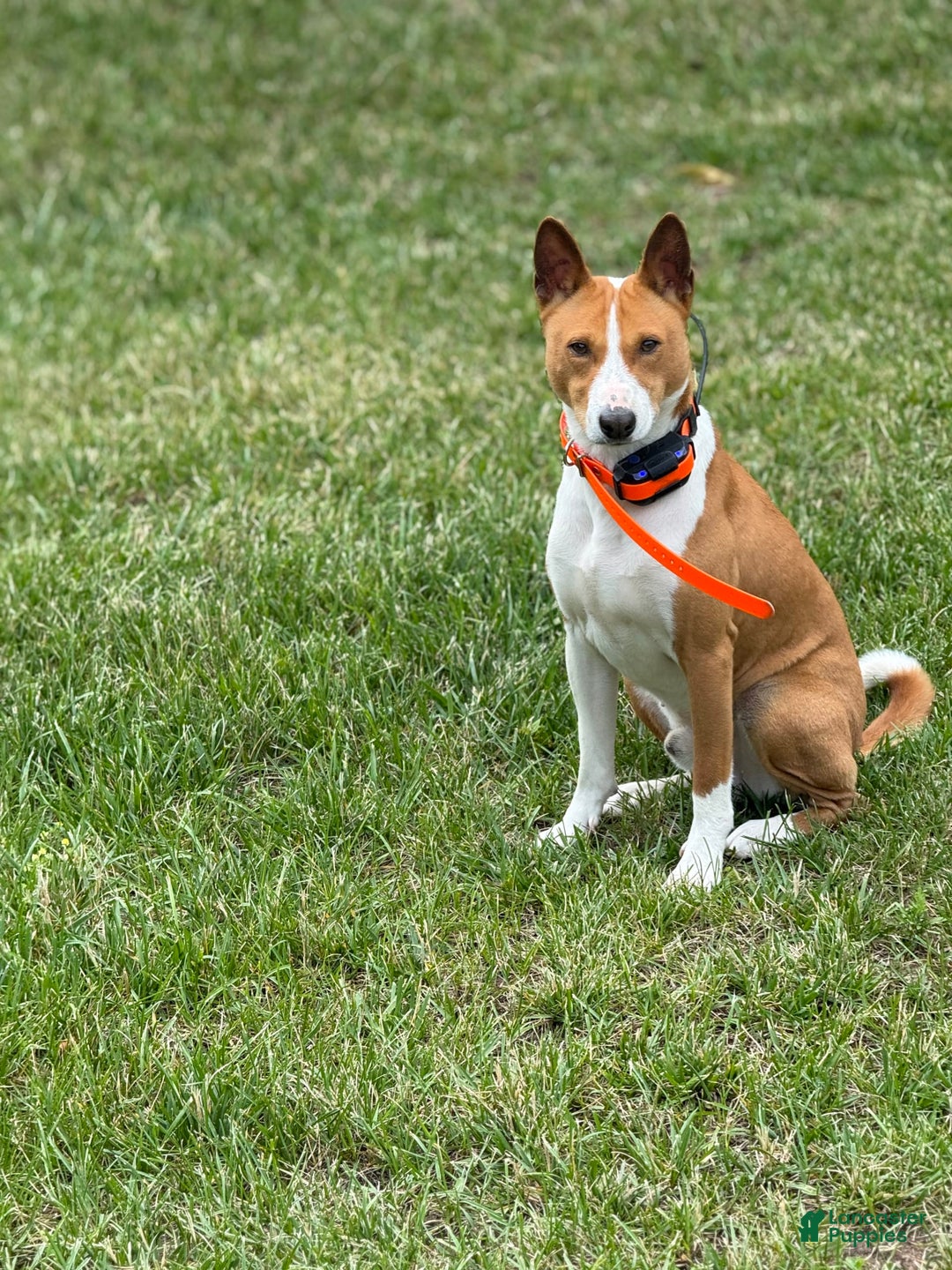 Basenji dogs for sale: Little Mae - Image 5
