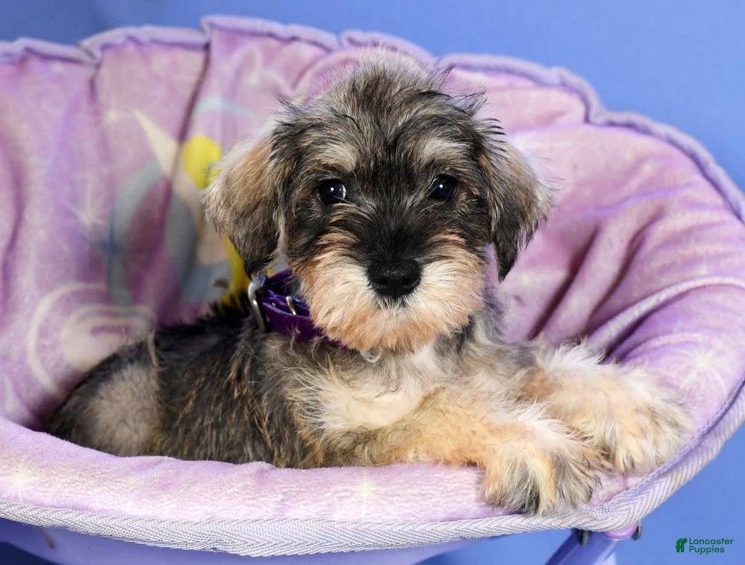 Miniature Schnauzer dogs for sale: Brenda - Image 7