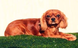 Cavapoo dogs for sale: Zaid - Image 5